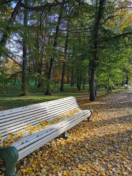 Дорога Осеннем Парке Скамейками Усыпанными Опавшими Листьями Людей Среди Деревьев — стоковое фото