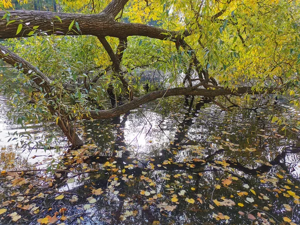 Eine Weide Mit Leuchtenden Herbstblättern Wächst Über Einem Teich Dem — Stockfoto