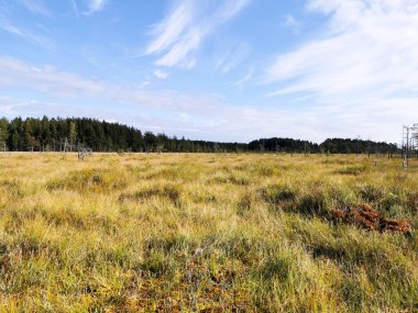 Sestroretsk bataklık ekotrosundan, kuru çimenlerin ve bataklıkta büyüyen alçak ağaçların manzarası. Bataklığın etrafında bir orman var. Sıcak, güneşli bir sonbahar gününde güzel bulutlu mavi bir gökyüzünün arka planında.