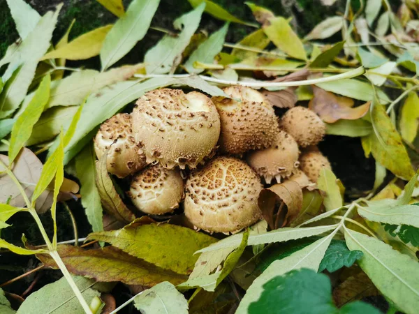 Champiñón Escamoso Dorado Latin Pholiota Aurivella Mielada Real Entre Las — Foto de Stock