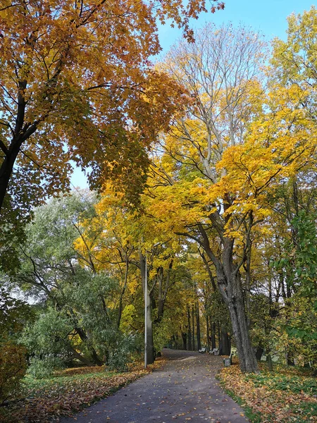 Eine Straße Einem Herbstlichen Park Mit Bänken Ohne Menschen Zwischen — Stockfoto