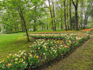 Bir bahar günü ağaçların arka planında bankları olan bir park yolunun yanında renkli laleleri olan büyük bir çiçek tarhı. St. Petersburg 'daki Elagin Adası' ndaki lale festivali..