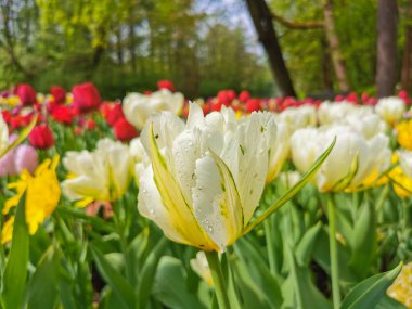 Ağaçların ve mavi gökyüzünün arka planında renkli lalelerle dolu büyük bir çiçek tarhı. St. Petersburg 'daki Elagin Adası' ndaki lale festivali..