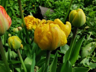 Sarı, çok yapraklı lale, yeşil yaprakların arasında. St. Petersburg 'daki Elagin Adası' ndaki lale festivali..