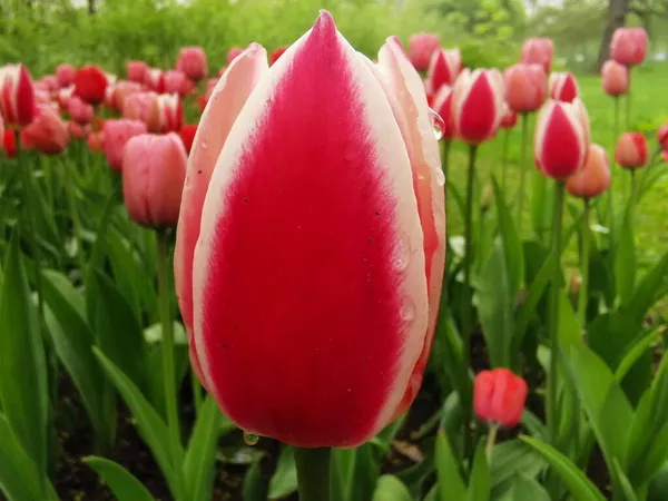 Une Tulipe Rouge Avec Des Bords Blancs Sur Lit Fleurs — Photo