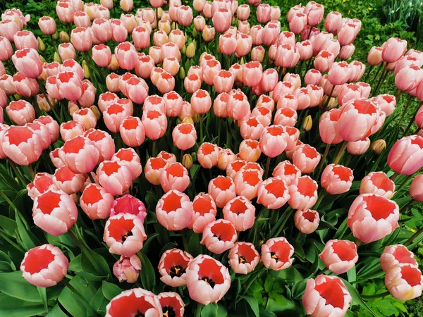 Beaucoup Tulipes Roses Douces Extérieur Rose Foncé Intérieur Comme Des — Photo