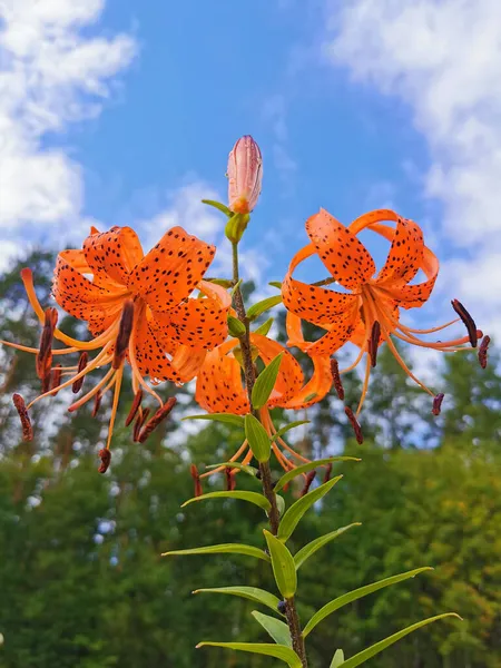 Lilium Lancifolium Thunb Лілій Тигр Ker Gawl Краплі Дощу Фоні — стокове фото