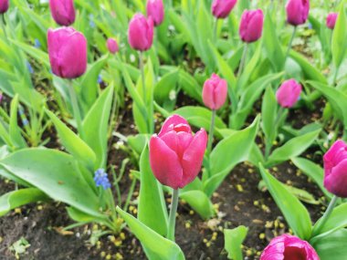 Yeşil yaprakların arasında çiçek tarhında leylak laleler. St. Petersburg 'daki Elagin Adası' ndaki lale festivali..