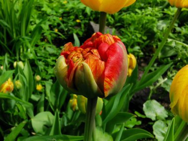 Sarı damarlı turuncu yeşil yapraklar arasında şakayık şekilli lale. St. Petersburg 'daki Elagin Adası' ndaki lale festivali..