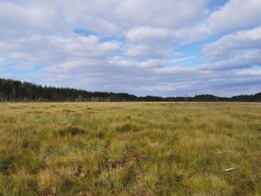 Sestroretsk bataklık ekotrosundan, kuru çimenlerin ve bataklıkta büyüyen alçak ağaçların manzarası. Bataklığın etrafında bir orman var. Sıcak, güneşli bir sonbahar gününde güzel bulutlu mavi bir gökyüzünün arka planında.