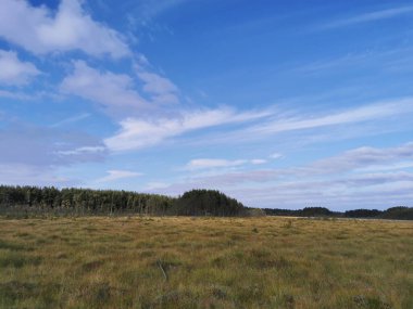 Sestroretsk bataklık ekotrosundan, kuru çimenlerin ve bataklıkta büyüyen alçak ağaçların manzarası. Bataklığın etrafında bir orman var. Sıcak, güneşli bir sonbahar gününde güzel bulutlu mavi bir gökyüzünün arka planında.