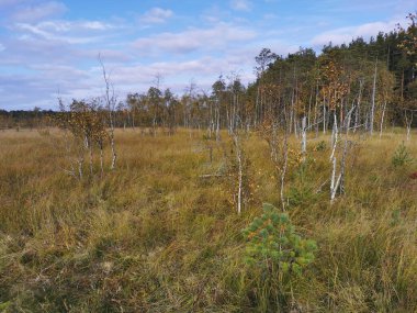 Ecotropa Sestroretsk bataklığı, bataklıkta çimenli sincapların arasında büyüyen genç huş ağaçları. Sıcak, güneşli bir sonbahar gününde güzel bulutlu mavi bir gökyüzünün arka planında.