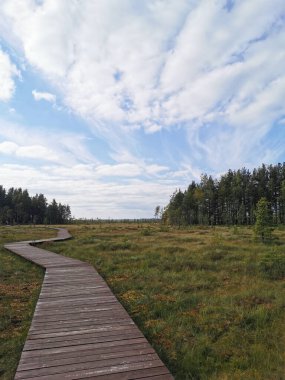 Tahta döşeme - Sestroretsk bataklık ekotrosunun bir bölümü, doğrudan bataklığın üzerinden geçiyor, uzaklığa doğru gidiyor. Sıcak, güneşli bir sonbahar gününde güzel bulutlu mavi bir gökyüzünün arka planında.