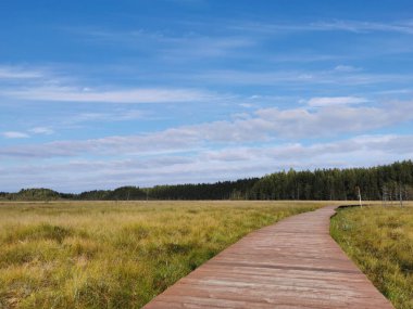 Kahverengi tahtalardan yapılmış döşeme Sestroretsk bataklık ekotrosunun insansız bir bölümüdür. Doğrudan bataklığın üzerinden geçer ve ormana doğru gider. Sıcak, güneşli bir sonbahar gününde güzel bulutlu mavi bir gökyüzünün arka planında.