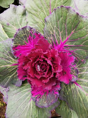 Dekoratif lahana (Latin Brassica oleracea var. İkisi de yeşil ve kırmızı renklidir. İkisinde de alabildiğine yemyeşildirler. St. Petersburg 'daki Elagin Adası' ndaki parkta. Üst görünüm.