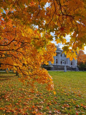 St. Petersburg parkında gökyüzünü ve Elaginoostrovsky Sarayı 'nı görebileceğiniz siyah noktalı akçaağaç dalları. Aşağıda bir sürü dökülen yaprak var..