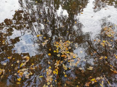 Elagin Adası 'ndaki göletin suyunda, kıyılarda büyüyen parlak sonbahar yapraklı ağaçlar, bulutlu gökyüzü ve düşen yapraklar yansıyor..