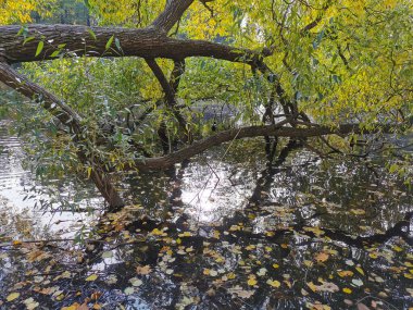 Ağaçların ve gökyüzünün yansıdığı göletin üzerinde büyüyen parlak sonbahar yapraklı bir söğüt. Elagin Adası 'ndaki bir parkta, ılık bir sonbahar gününde..