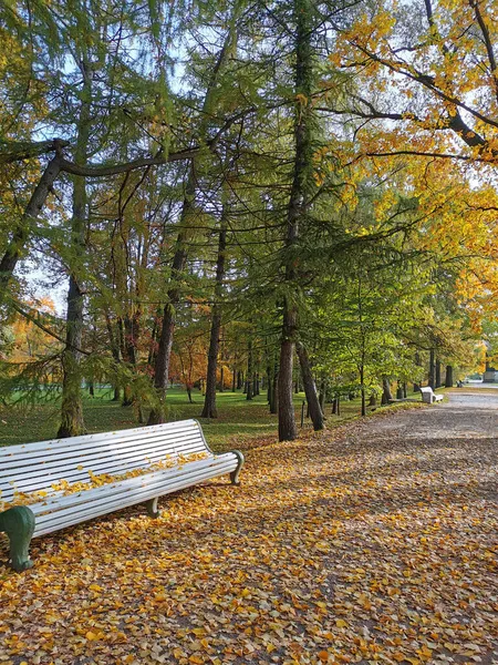 Eine Straße Einem Herbstlichen Park Mit Bänken Die Mit Umgefallenen — Stockfoto