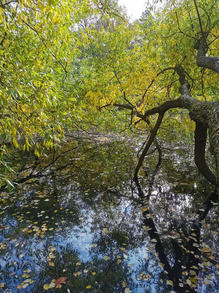 Eine Weide Mit Leuchtenden Herbstblättern Wächst Über Einem Teich Dem — Stockfoto