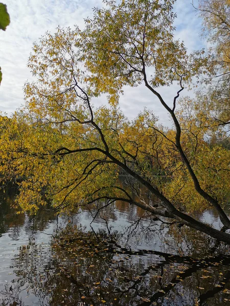 Weiden Mit Leuchtenden Herbstblättern Wachsen Über Einem Teich Dem Sich — Stockfoto