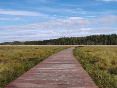 Kahverengi tahtalardan yapılmış döşeme Sestroretsk bataklık ekotrosunun insansız bir bölümüdür. Doğrudan bataklığın üzerinden geçer ve ormana doğru gider. Sıcak, güneşli bir sonbahar gününde güzel bulutlu mavi bir gökyüzünün arka planında.