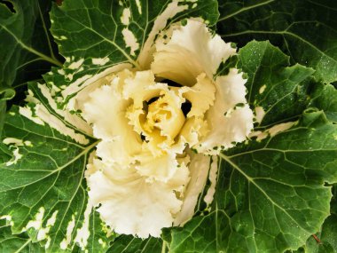 Süslü lahana (Latin Brassica oleracea var. Beyaz damarlı yeşil yapraklar ve beyaz bir ortası vardır. St. Petersburg 'daki Elagin Adası' ndaki parkta. Üst görünüm.