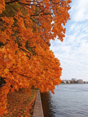 St. Petersburg 'daki Elagin Adası' ndaki parkta, güzel bulutları olan mavi gökyüzüne doğru büyüyen portakal yapraklı akçaağaçlar..