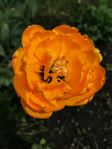 Orangefarbene Frottee Tulpe Zwischen Grünen Blättern Das Tulpenfest Auf Der — Stockfoto