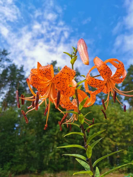 Lilium Lancifolium Thunb Lilium Tigrinum Ker Gawl Regentropfen Auf Einem — Stockfoto