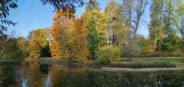 位于圣彼得堡Elagin岛上的一座公园里 湖畔的全景映照在蓝天的映衬下 湖中有鸭子在游动 树上长着五彩斑斓的树叶 — 图库照片