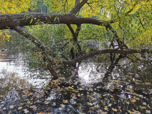 Fényes Őszi Levelű Fűzfa Felett Amelyben Fák Tükröződik Egy Parkban — Stock Fotó