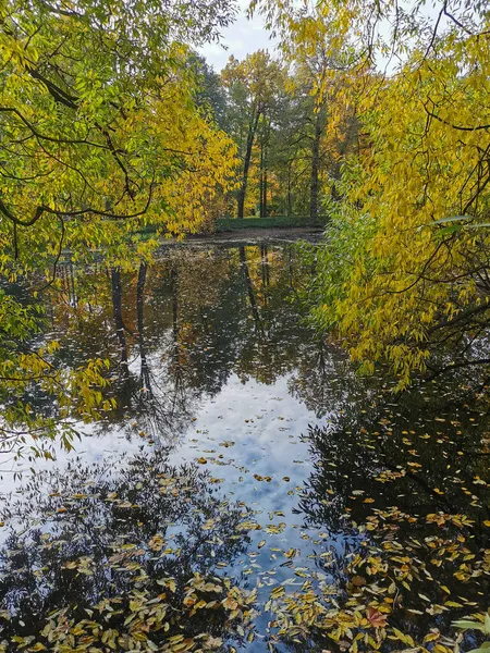 Weiden Mit Leuchtenden Herbstblättern Wachsen Über Einem Teich Dem Sich — Stockfoto