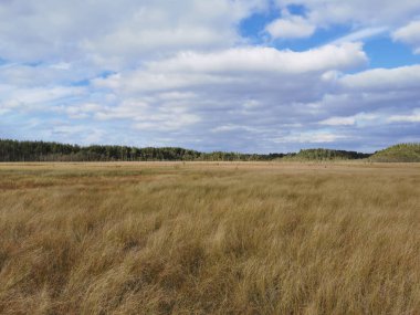 Sestroretsk bataklık ekotrosundan, kuru çimenlerin ve bataklıkta büyüyen alçak ağaçların manzarası. Bataklığın etrafında bir orman var. Sıcak, güneşli bir sonbahar gününde güzel bulutlu mavi bir gökyüzünün arka planında.