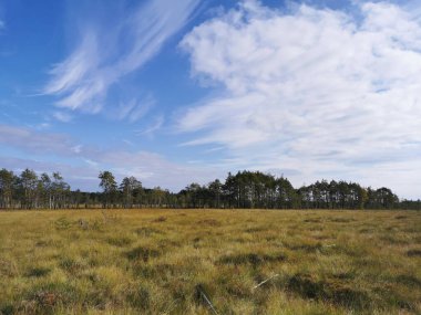 Sestroretsk bataklık ekotrosundan, kuru çimenlerin ve bataklıkta büyüyen alçak ağaçların manzarası. Bataklığın etrafında bir orman var. Sıcak, güneşli bir sonbahar gününde güzel bulutlu mavi bir gökyüzünün arka planında.