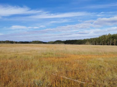 Sestroretsk bataklık ekotrosundan, kuru çimenlerin ve bataklıkta büyüyen alçak ağaçların manzarası. Bataklığın etrafında bir orman var. Sıcak, güneşli bir sonbahar gününde güzel bulutlu mavi bir gökyüzünün arka planında.