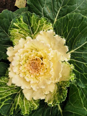 Süslü lahana (Latin Brassica oleracea var. Beyaz damarlı yeşil yapraklar ve beyaz bir ortası vardır. St. Petersburg 'daki Elagin Adası' ndaki parkta. Üst görünüm.