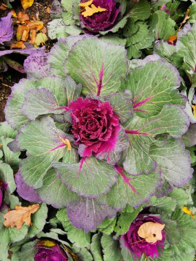 Dekoratif lahana (Latin Brassica oleracea var. Yeşil yaprakları ve St. Petersburg 'daki Elagin Adası' ndaki parkta kırmızı bir ortası vardı..