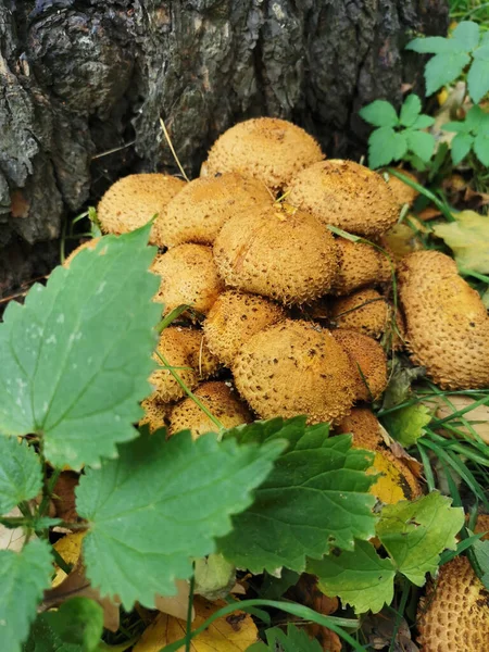 Ciuperci Solzoase Aurii Latină Pholiota Aurivella Sau Miere Regală Lângă — Fotografie, imagine de stoc