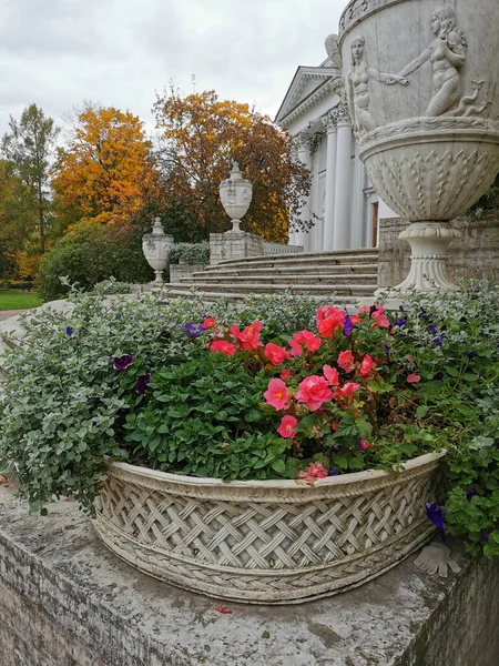 Jardín Flores Con Flores Color Rosa Azul Fondo Grandes Jarrones —  Fotos de Stock