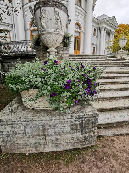 サンクトペテルブルクの公園にあるElaginoostrovsky宮殿の古い階段の横にある青い花の大きな石の花瓶と花の庭 — ストック写真