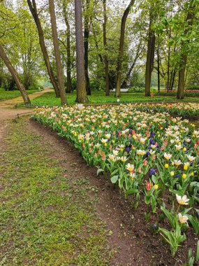 Renkli (kırmızı-beyaz ve beyaz-pembe) laleleri olan büyük bir çiçek tarhı, bir bahar günü ağaçların arka planına karşı muscari. St. Petersburg 'daki Elagin Adası' ndaki lale festivali..