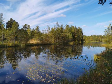 Sestroretsk bataklık ekotrosundaki orman gölü, düşen yaprakların yüzdüğü sularda, sonbahar ağaçları ve tüylü bulutlu mavi gökyüzü yansıtılır..