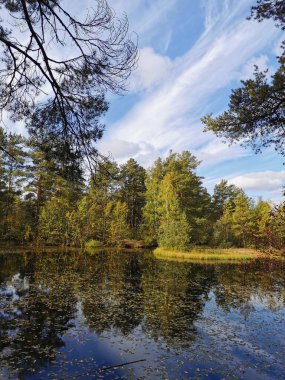 Sestroretsk bataklık ekotrosundaki orman gölü, düşen yaprakların yüzdüğü sularda, sonbahar ağaçları ve tüylü bulutlu mavi gökyüzü yansıtılır..