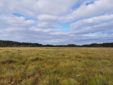 Sestroretsk bataklık ekotrosundan, kuru çimenlerin ve bataklıkta büyüyen alçak ağaçların manzarası. Bataklığın etrafında bir orman var. Sıcak, güneşli bir sonbahar gününde güzel bulutlu mavi bir gökyüzünün arka planında.