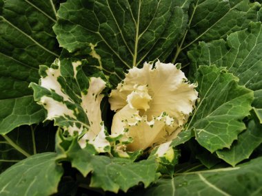Süslü lahana (Latin Brassica oleracea var. Beyaz damarlı yeşil yapraklar ve beyaz bir ortası vardır. St. Petersburg 'daki Elagin Adası' ndaki parkta. Üst görünüm.