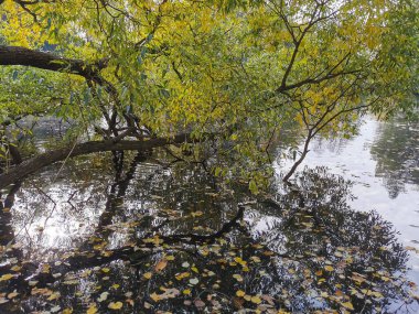 Elagin Adası 'ndaki parkta beyaz aslan heykeli, petrol çayırı, çadır ve sonbahar yaprakları görünüyor.