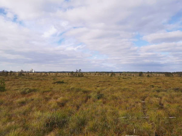 Vue Depuis Écotrope Marais Sestroretsk Sur Herbe Sèche Les Petits — Photo