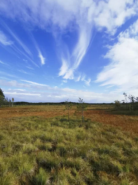 Vue Depuis Écotrope Marais Sestroretsk Sur Herbe Sèche Les Petits — Photo