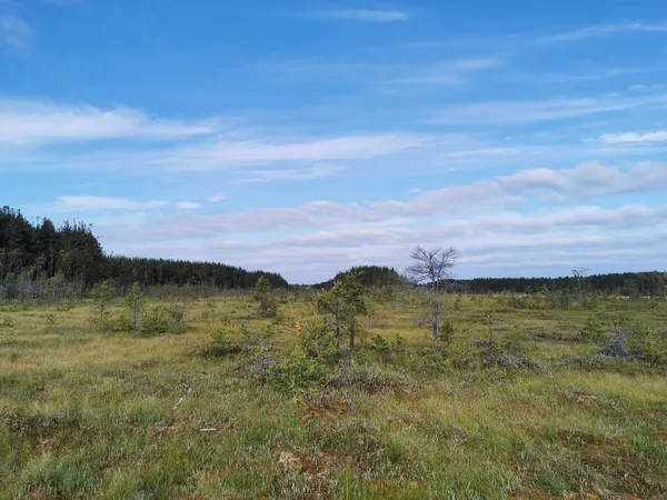 Вид Сестрорецкого Болотного Экотропа Сухую Траву Низкие Деревья Растущие Болоте — стоковое фото